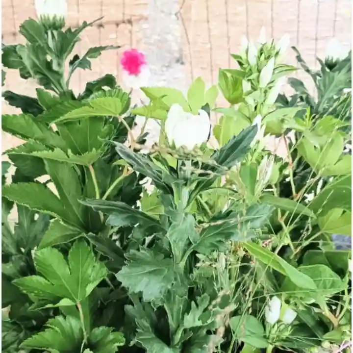 彌彦神社 (伊夜日子神社)(北海道)