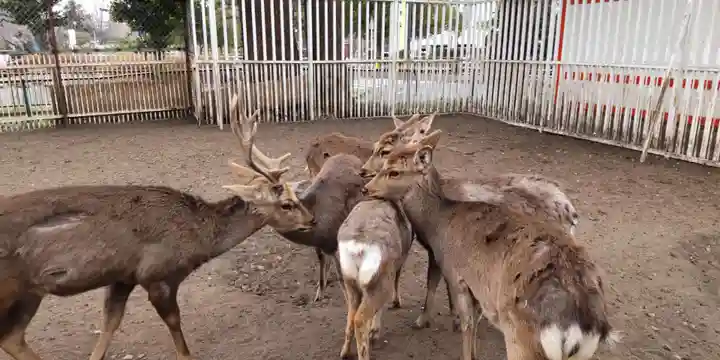相州春日神社(神奈川県)