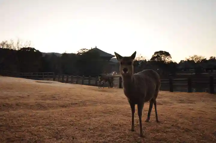 東大寺(奈良県)