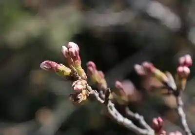光明寺(粟生光明寺)の自然