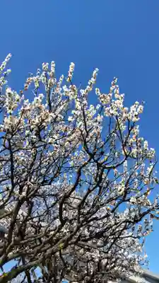 隅田川神社の自然