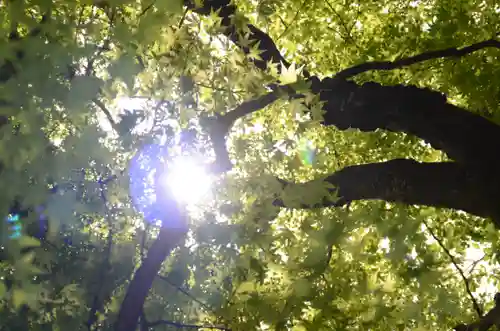 祇王寺(京都府)