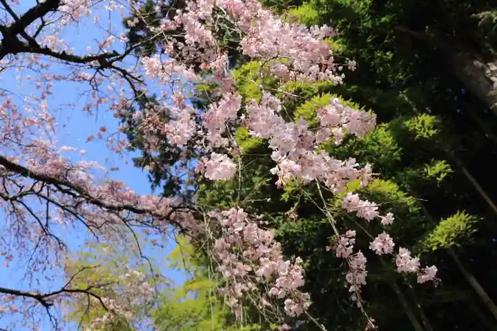 熊野神社の自然