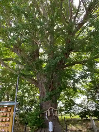 白子神社(千葉県)