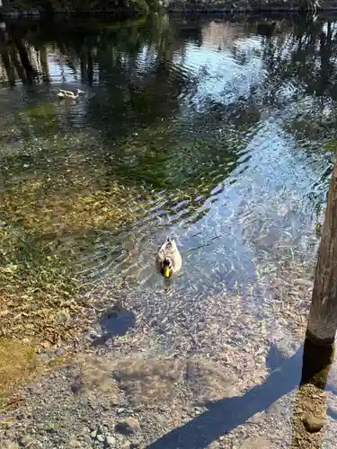 富士山本宮浅間大社(静岡県)