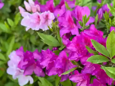 西方山極楽寺(岐阜県)