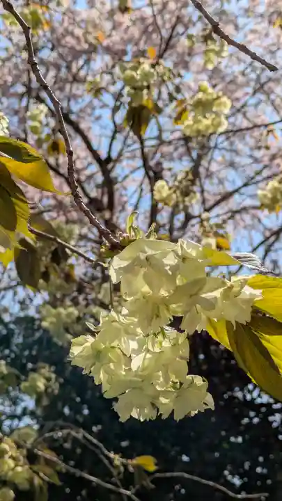 圓光寺(京都府)