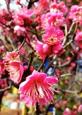 中野沼袋氷川神社(東京都)