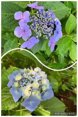 本土寺(千葉県)