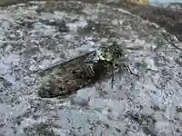 滑川神社 - 仕事と子どもの守り神(福島県)