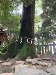 川越氷川神社の自然