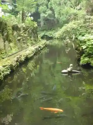 長安寺の動物