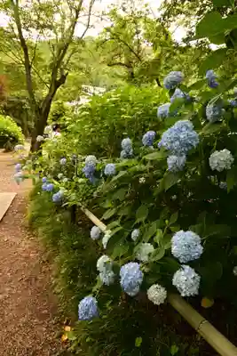 矢田寺(奈良県)