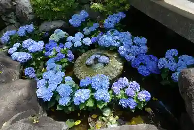 岡寺(龍蓋寺)(奈良県)