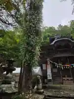 不動堂前のテイカカヅラ