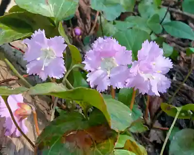伊豆山神社 本宮(秋田県)