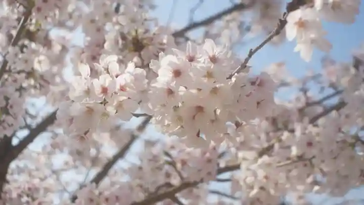本山専修寺(三重県)