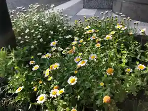 信行寺の自然(2021年05月27日(木) 08時46分48秒投稿)