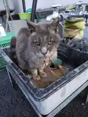 御誕生寺（猫寺）の動物