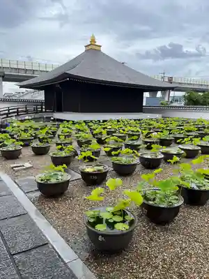 喜光寺(奈良県)