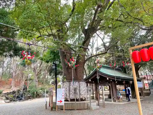 平塚八幡宮の自然