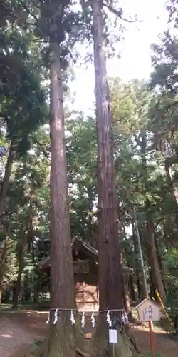 間々田八幡宮の自然