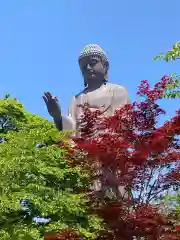 東本願寺本廟 牛久浄苑（牛久大仏）(茨城県)