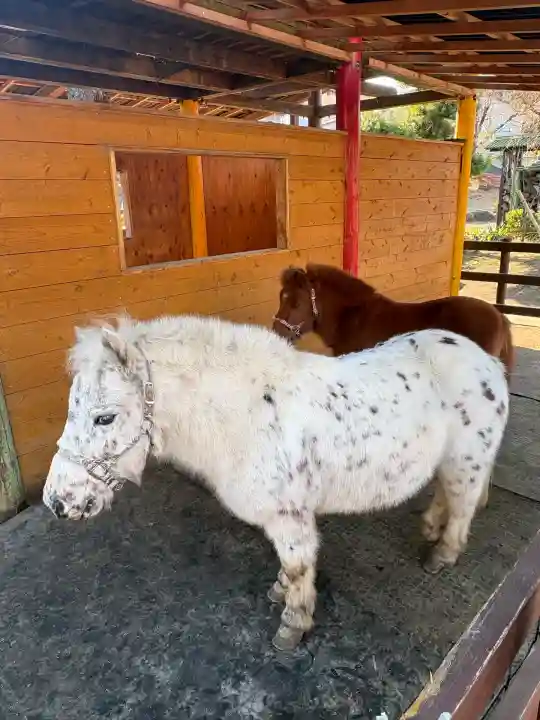 五方山熊野神社(東京都)