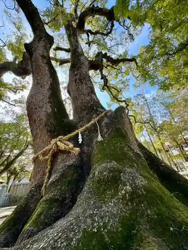 伊弉諾神宮(兵庫県)