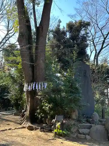 代々木八幡宮の自然