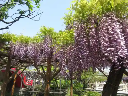亀戸天神社の自然