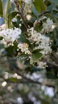 隨心院(随心院)(京都府)