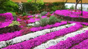 寿量山 速成寺の自然(2021年04月13日(火) 12時38分52秒投稿)