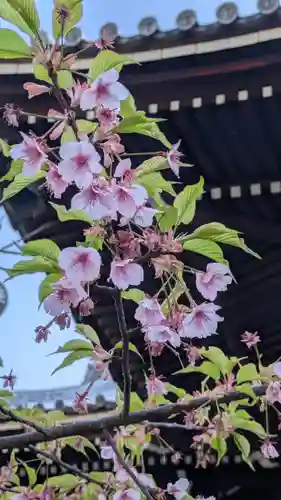 頂妙寺(京都府)