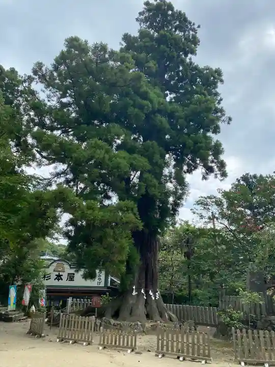 筑波山神社の自然