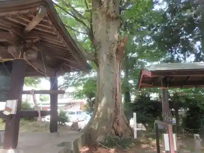 上粕屋神社の自然