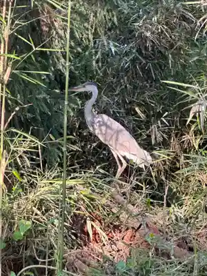 吉田温泉神社(栃木県)