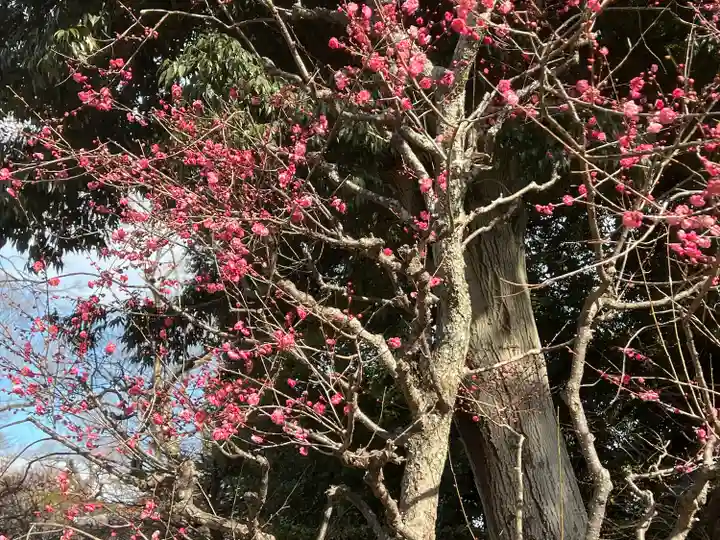 北野天満宮(京都府)