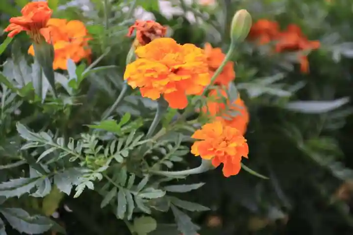 大鏑神社の自然