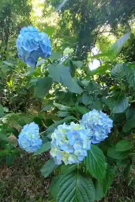 高幡不動尊　金剛寺(東京都)