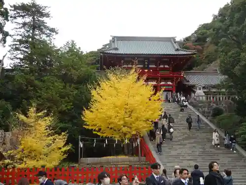 鶴岡八幡宮の自然