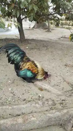 飯香岡八幡宮の動物