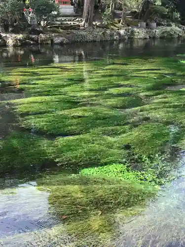 富士山本宮浅間大社の庭園