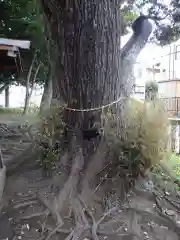 王子神社の自然