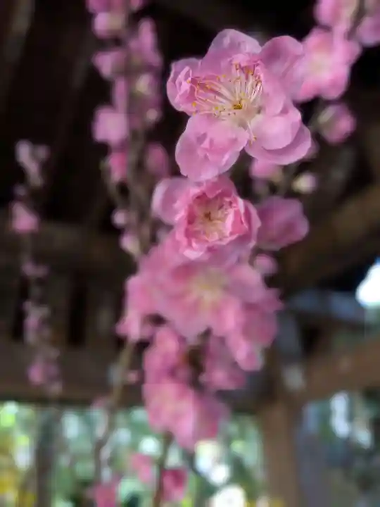 赤坂氷川神社(東京都)