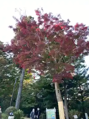 金毘羅社の自然