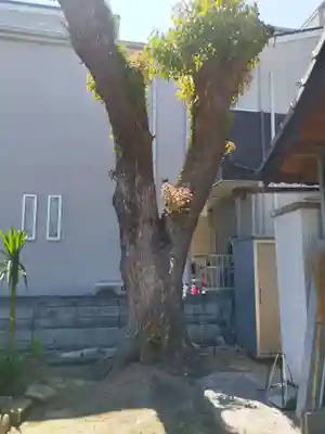 飛来神社(佐太天神宮旧御旅所)(大阪府)