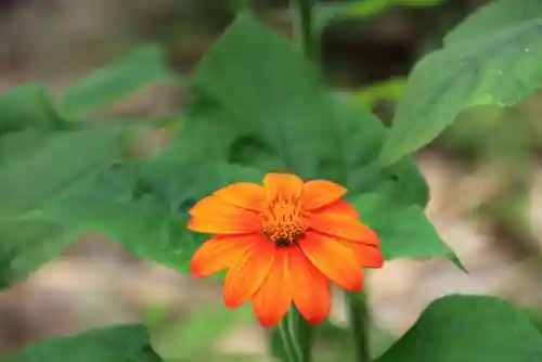 神炊館神社 ⁂奥州須賀川総鎮守⁂の庭園