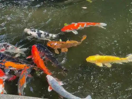 相模国総社六所神社の動物