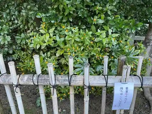 木嶋坐天照御魂神社(京都府)